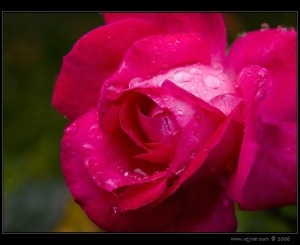 makrofotografie14