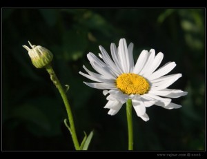 makrofoto02