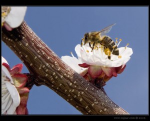 makrofoto06