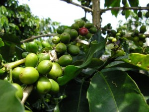 2004_0816image0030-unripe-cher
