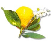 cajeputcitron