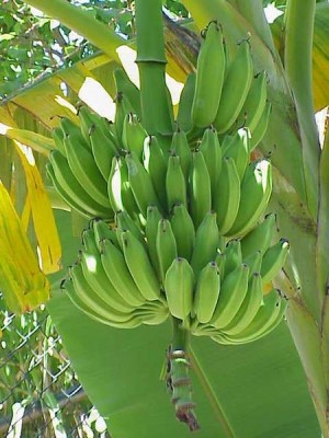 450px-Musa-sp3