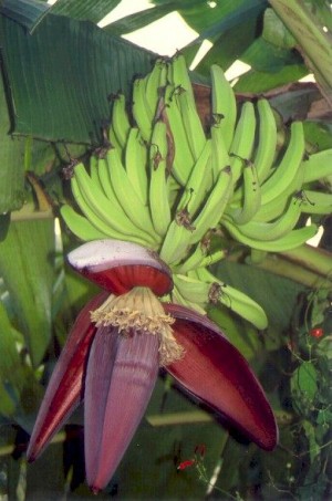 bo_dzungle_bananovnik