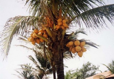 Kokos