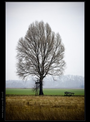 strom